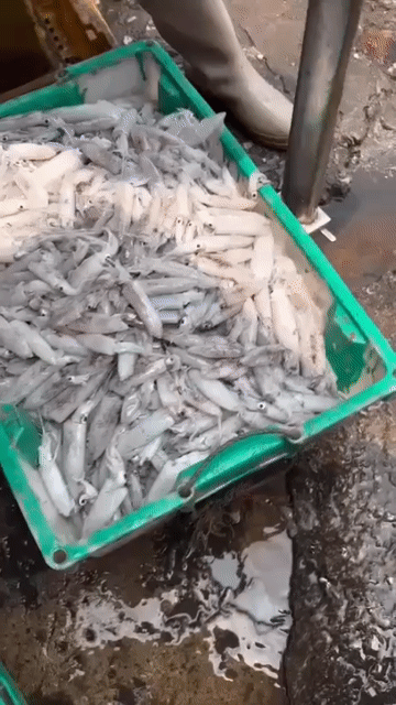 Mực tươi Tàu tươi sống. Mua bán Đồ ăn, thực phẩm và các loại khác tại Huyện Vĩnh Bảo Hải Phòng được đăng bởi Nga Thuy hình 1