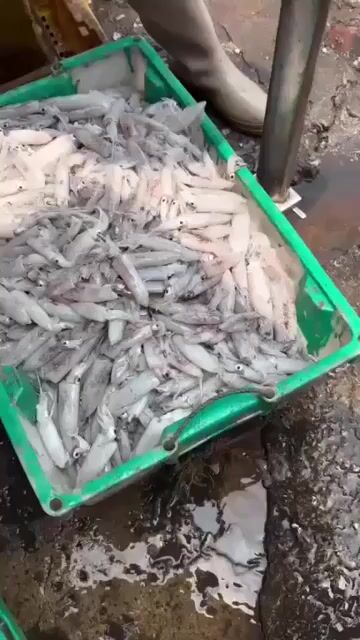 Mực tươi Tàu tươi sống. Mua bán Đồ ăn, thực phẩm và các loại khác tại Huyện Vĩnh Bảo Hải Phòng được đăng bởi Nga Thuy hình 1