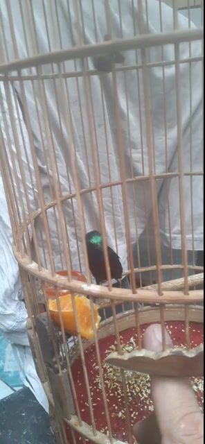 Chim hút mật Đa sắc Đút tay. Mua bán Chim tại Quận Bình Thạnh Tp Hồ Chí Minh được đăng bởi ngoc tan hình 1