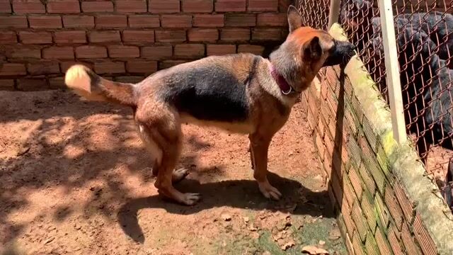 Bécgie Đức cái đang rớt máu. Mua bán Chó tại Huyện Bình Chánh Tp Hồ Chí Minh được đăng bởi Anh nông dân da đen hình 1