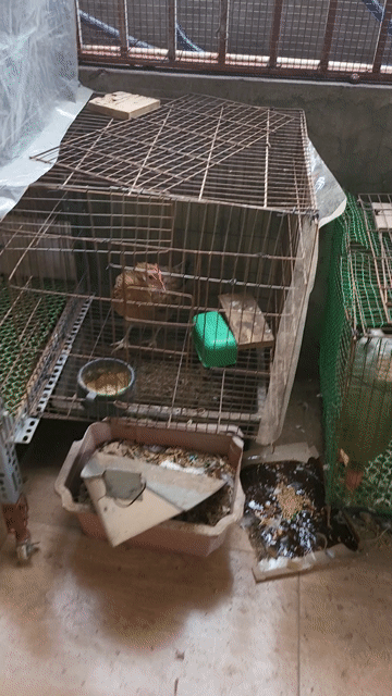 Gà F2 mái màu Nâu. Mua bán Gà tại Quận Nam Từ Liêm Hà Nội được đăng bởi Tuấn hình 1