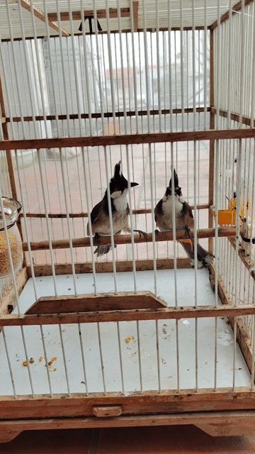 Chim chào mào già màu đen trắng. Mua bán Chim tại Quận Long Biên Hà Nội được đăng bởi đào khắc hoang 1989 hình 1