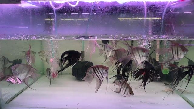 Cá thần tiên Đen Lớn Khỏe mạnh. Mua bán Thú cưng khác tại Quận Tân Bình Tp Hồ Chí Minh được đăng bởi Ng Bảo Phúc hình 1