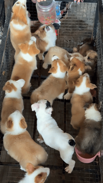 Chó Corgi Nâu trắng. Mua bán Chó tại Huyện Bình Chánh Tp Hồ Chí Minh được đăng bởi Ken péthop hình 1