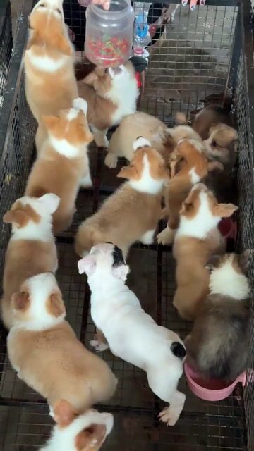 Chó Corgi Nâu trắng. Mua bán Chó tại Huyện Bình Chánh Tp Hồ Chí Minh được đăng bởi Ken péthop hình 1