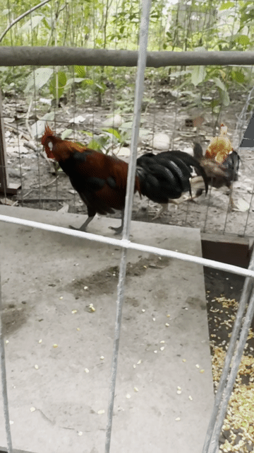 gà rừng f3. Mua bán Gà tại Huyện Chơn Thành Bình Phước được đăng bởi minh long hình 1