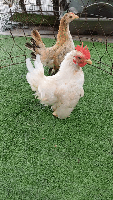 Gà tre trống úa, mái bông. Mua bán Gà tại Thành phố Thủ Đức Tp Hồ Chí Minh được đăng bởi A Hiền hình 1