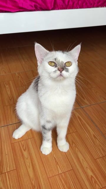 BÉ CÁI MÈO ALN - MẸ SILVER - BA BICOLOR