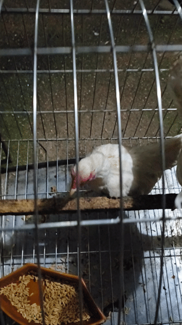 Gà tre bắc cộc nhạn trắng 6 tháng 4.5 lạng. Mua bán Gà tại Huyện Thường Tín Hà Nội được đăng bởi Nguyễn Thắng hình 1