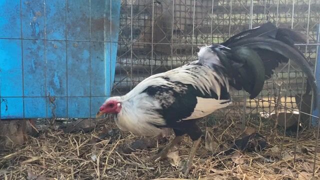 Gà chuối mỹ grey hacth, 1350-1550g. Mua bán Gà tại Huyện Xuân Lộc Đồng Nai được đăng bởi Nguyen Thanh Trung hình 1