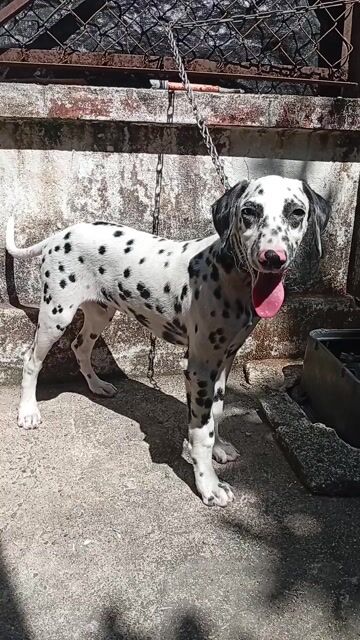 Chó đốm 5tháng Đực choai choai,khoảng cách đốm đều. Mua bán Chó tại Huyện Củ Chi Tp Hồ Chí Minh được đăng bởi Nguyễn Huy hình 1