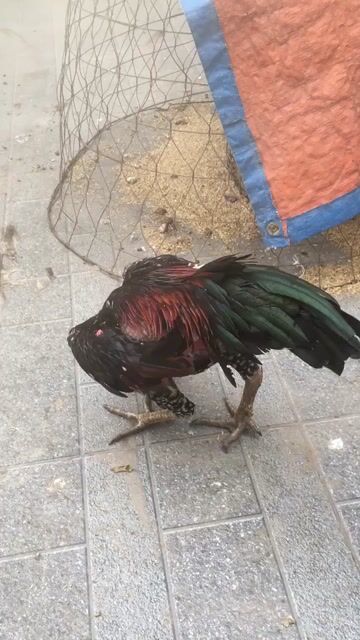 tía chân xanh trực chiến. Mua bán Gà tại Huyện Phú Xuyên Hà Nội được đăng bởi Hoà hình 1