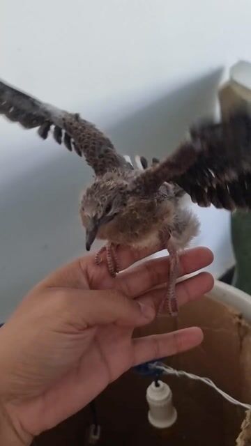 cặp chim cu non. Mua bán Chim tại Thành phố Long Khánh Đồng Nai được đăng bởi Long Nguyễn hình 1