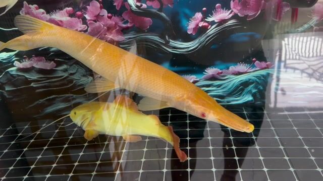 Cá sấu abino Vàng 60cm. Mua bán Thú cưng khác tại Thành phố Biên Hòa Đồng Nai được đăng bởi MIN hình 1