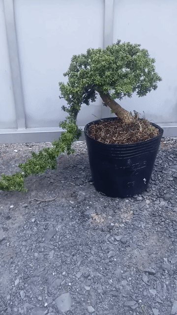 Cây cảnh Linh Sam Tím Bonsai thác đổ. Mua bán Cây cảnh, đồ trang trí tại Huyện Củ Chi Tp Hồ Chí Minh được đăng bởi Cây kiểng giá rẻ LT1 hình 1