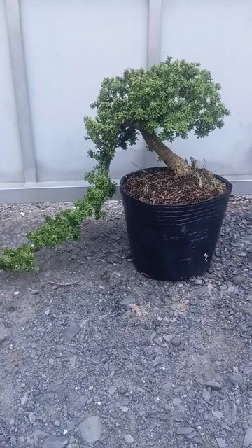 Cây cảnh Linh Sam Tím Bonsai thác đổ. Mua bán Cây cảnh, đồ trang trí tại Huyện Củ Chi Tp Hồ Chí Minh được đăng bởi Cây kiểng giá rẻ LT1 hình 1