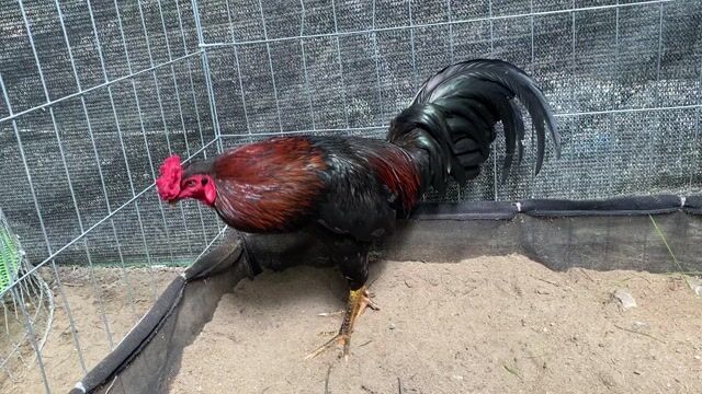 Gà trống nuôi cảnh. Mua bán Gà tại Thành phố Mỹ Tho Tiền Giang được đăng bởi Quốc Tiến Gà Đá 63 hình 1