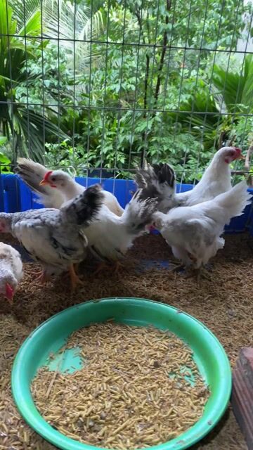 Gà tre Trắng, Đốm. Mua bán Gà tại Huyện Long Thành Đồng Nai được đăng bởi Ho Hanh hình 1