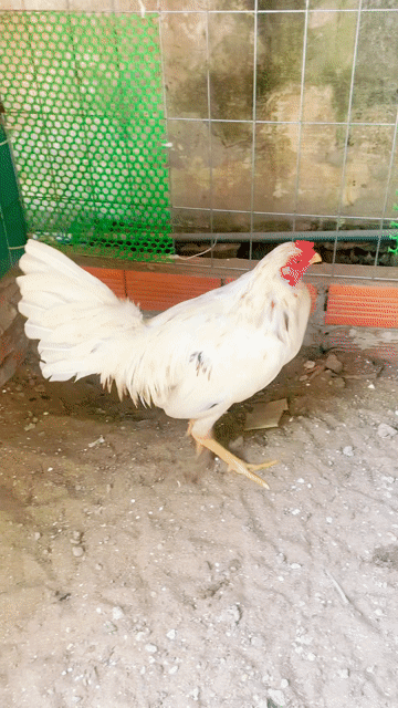 bao xe Gà chọi 1.5kg đực tại nha cho ae tin tuong. Mua bán Gà tại Quận Thốt Nốt Cần Thơ được đăng bởi gà tuyển thốt nốt hình 1