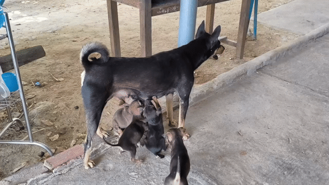 Tặng mấy bé chó cỏ. Mua bán Chó tại Huyện Hàm Thuận Nam Bình Thuận được đăng bởi Triet Ngo hình 1