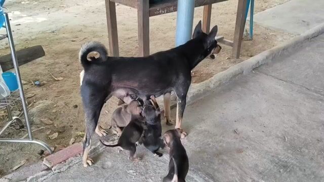 Tặng mấy bé chó cỏ. Mua bán Chó tại Huyện Hàm Thuận Nam Bình Thuận được đăng bởi Triet Ngo hình 1