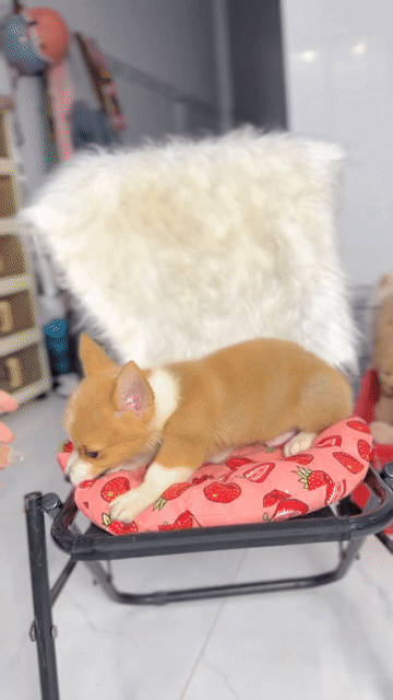 Chó Corgi đực Vàng trắng 3 tháng. Mua bán Chó tại Quận Bình Thạnh Tp Hồ Chí Minh được đăng bởi Tên chưa cung cấp hình 1