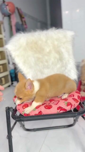 Chó Corgi đực Vàng trắng 3 tháng. Mua bán Chó tại Quận Bình Thạnh Tp Hồ Chí Minh được đăng bởi Tên chưa cung cấp hình 1