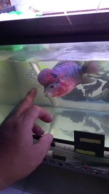 Cặp cá La Hán Đỏ Đen. Mua bán Thú cưng khác tại Quận 12 Tp Hồ Chí Minh được đăng bởi ngọc sơn hình 1