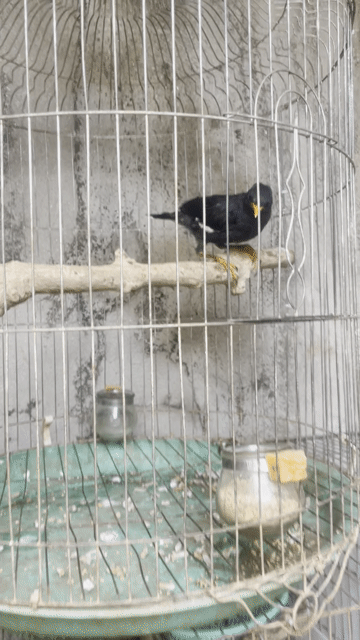 Chim Sáo Đen 3-4 tháng tuổi Đen tuyền. Mua bán Chim tại Thành phố Buôn Ma Thuột Đắk Lắk được đăng bởi Phan An hình 1