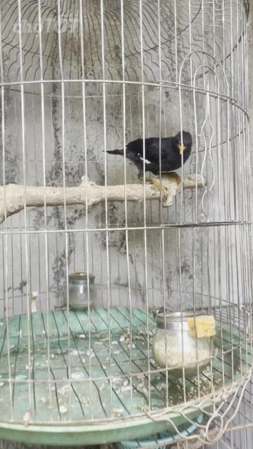 Chim Sáo Đen 3-4 tháng tuổi Đen tuyền. Mua bán Chim tại Thành phố Buôn Ma Thuột Đắk Lắk được đăng bởi Phan An hình 1