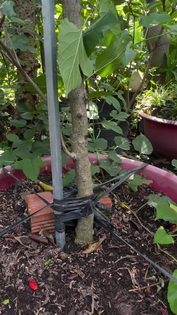 Lựu Ấn Độ Sẵn cây lớn khoẻ đang trái. Mua bán Cây cảnh, đồ trang trí tại Quận Gò Vấp Tp Hồ Chí Minh được đăng bởi Vườn Kiểng Nhà Nị Ny hình 1
