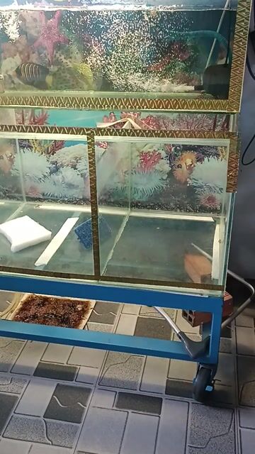 Hồ cá kính 1m85 x 60cm x 1m5 có cá. Mua bán Thú cưng khác tại Quận Cái Răng Cần Thơ được đăng bởi Mỹ Phẩm Pkuong Chery hình 1