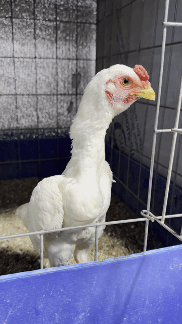 Gà chọi Koshamo Mini Nhạn 5 tháng. Mua bán Gà tại Quận 1 Tp Hồ Chí Minh được đăng bởi Khải hình 1