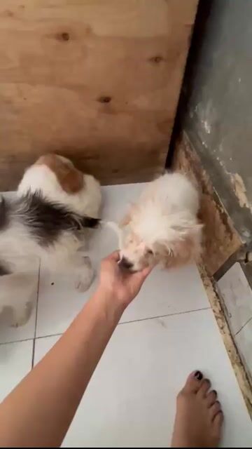 Poodle lai corgi. Mua bán Chó tại Huyện Bình Chánh Tp Hồ Chí Minh được đăng bởi Bảo Lộc hình 1