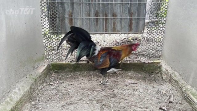 Gà tơ Nâu đỏ 2.1kg. Mua bán Gà tại Huyện Chợ Gạo Tiền Giang được đăng bởi Kevin Dương hình 1