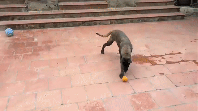 Chó Malinois Đực 9-10 tháng Đen. Mua bán Chó tại Huyện Hoài Đức Hà Nội được đăng bởi long hình 1