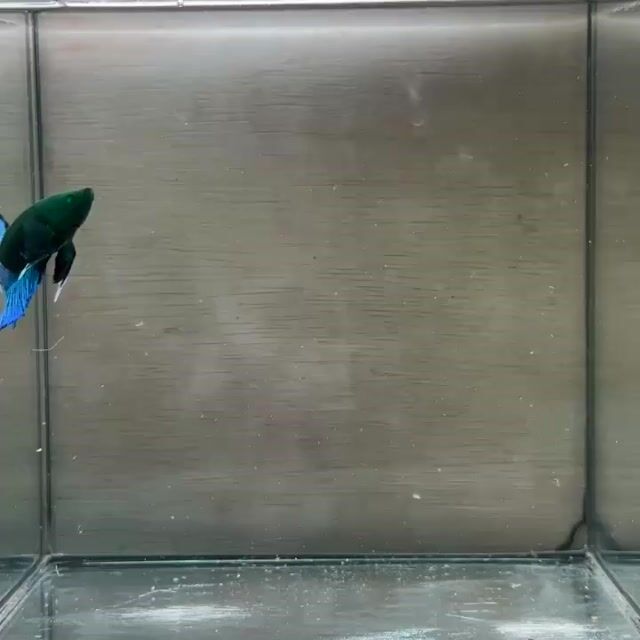 Cá Betta Plakat Trống 3-3.5cm. Mua bán Thú cưng khác tại Quận 3 Tp Hồ Chí Minh được đăng bởi Long hình 1
