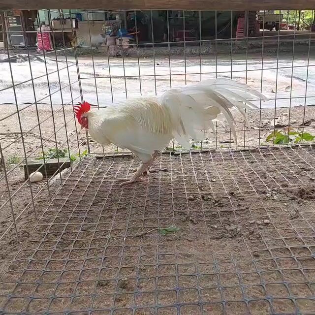 Gà chọi Thái Asil Mỹ 2.8kg. Mua bán Gà tại Quận Ninh Kiều Cần Thơ được đăng bởi Chung Quốc Di hình 1