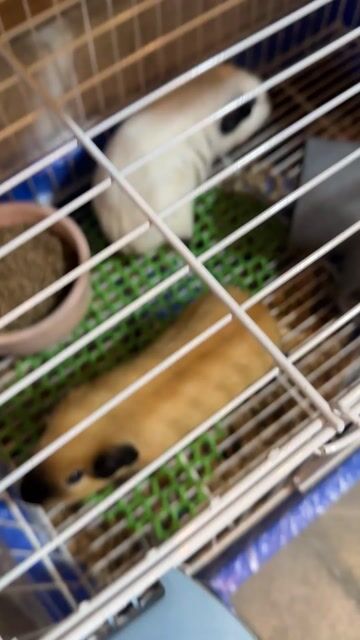 Bọ ú Nâu Trắng. Mua bán Thú cưng khác tại Quận Gò Vấp Tp Hồ Chí Minh được đăng bởi MAI MAI hình 1