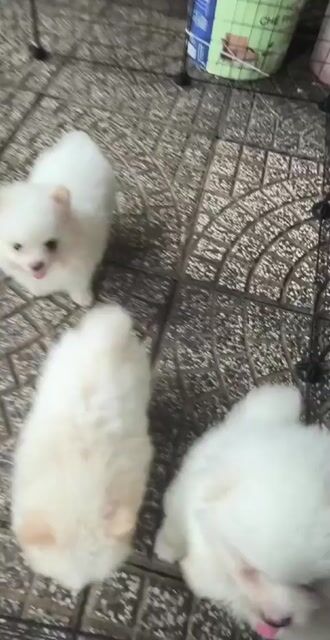 Chó Phốc Sóc mini trắng đã tiêm 1 mũi. Mua bán Chó tại Thành phố Biên Hòa Đồng Nai được đăng bởi Vũ Việt pét Shop hình 1