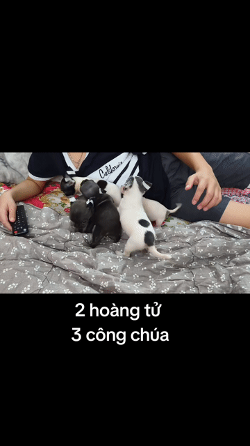 Chó Chihuahua đực cái 2 tháng. Mua bán Chó tại Quận 8 Tp Hồ Chí Minh được đăng bởi Chihuahua nhà ZoZo hình 1