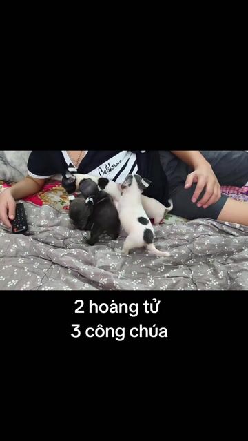 Chó Chihuahua đực cái 2 tháng. Mua bán Chó tại Quận 8 Tp Hồ Chí Minh được đăng bởi Chihuahua nhà ZoZo hình 1