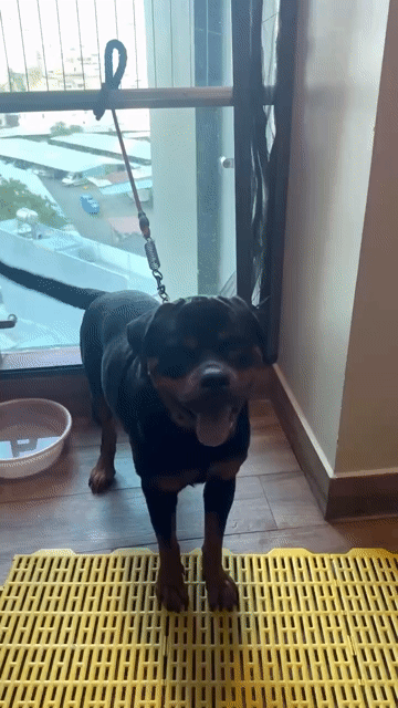 Chó Rottweiler đực 1 tuổi. Mua bán Chó tại Quận 4 Tp Hồ Chí Minh được đăng bởi  Louis  hình 1
