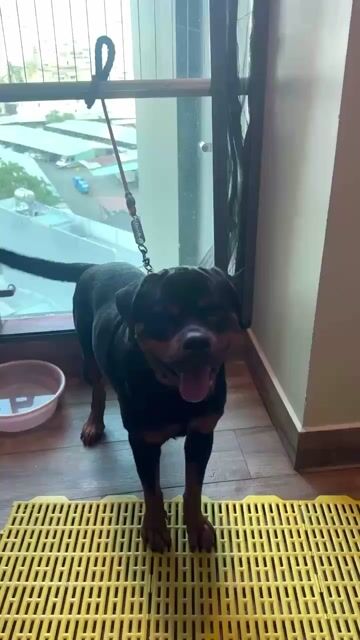 Chó Rottweiler đực 1 tuổi. Mua bán Chó tại Quận 4 Tp Hồ Chí Minh được đăng bởi  Louis  hình 1