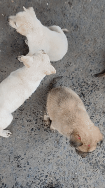 Chó con màu trắng, vàng. Mua bán Chó tại Huyện Bình Chánh Tp Hồ Chí Minh được đăng bởi Hải Quách hình 1