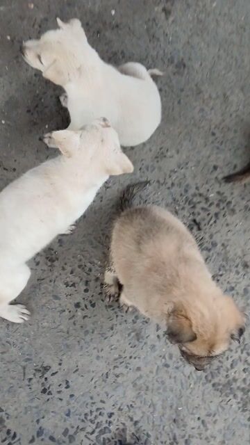 Chó con màu trắng, vàng. Mua bán Chó tại Huyện Bình Chánh Tp Hồ Chí Minh được đăng bởi Hải Quách hình 1