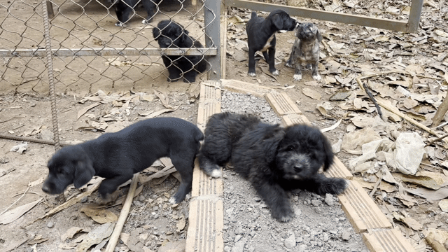 chó poodle lai. Mua bán Chó tại Huyện Đất Đỏ Bà Rịa - Vũng Tàu được đăng bởi Nguyễn Đức Tuấn  hình 1