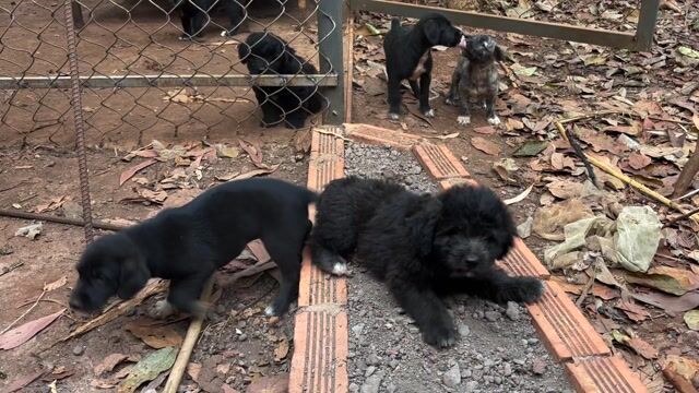 chó poodle lai. Mua bán Chó tại Huyện Đất Đỏ Bà Rịa - Vũng Tàu được đăng bởi Nguyễn Đức Tuấn  hình 1