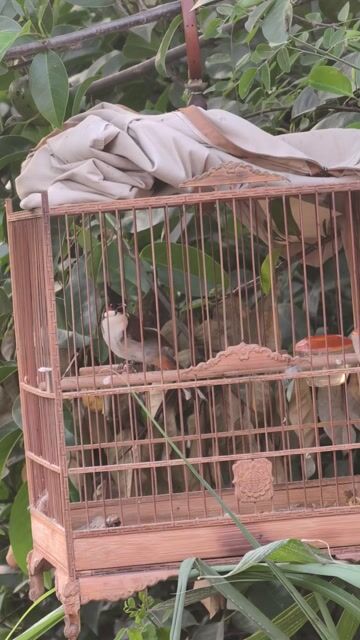 Chim chào mào. Mua bán Chim tại Huyện Bình Chánh Tp Hồ Chí Minh được đăng bởi Thành Ngọc hình 1