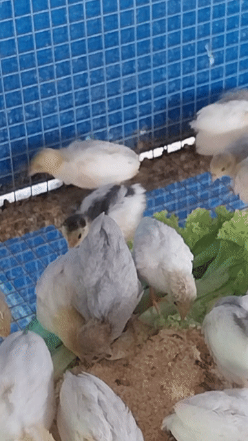 Gà Rutin nhiều màu 3-4 tuần. Mua bán Gà tại Quận Tân Phú Tp Hồ Chí Minh được đăng bởi Gà Kiểng hình 1